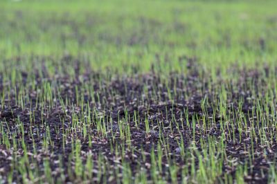 Commercial Lawn Care detail