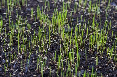 Commercial Lawn Care detail