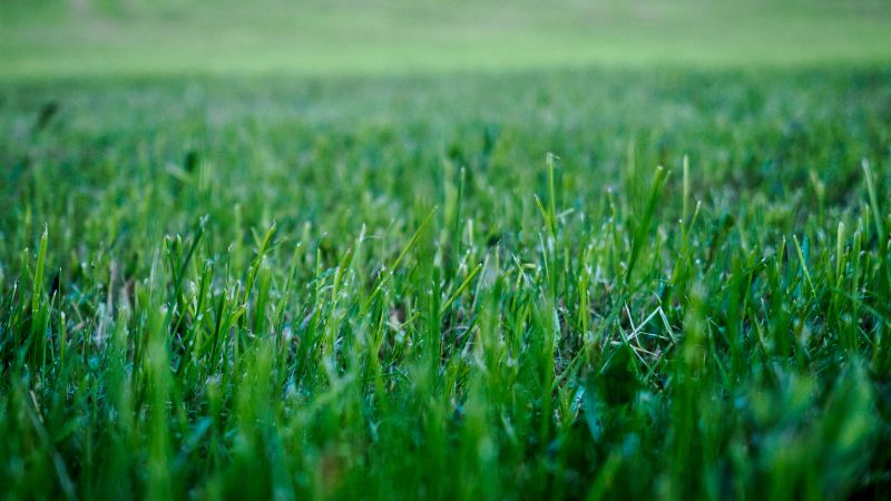 Grass Cutting Close-Up