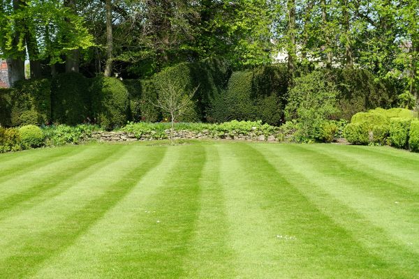 Grass Care Service in Fredericksburg