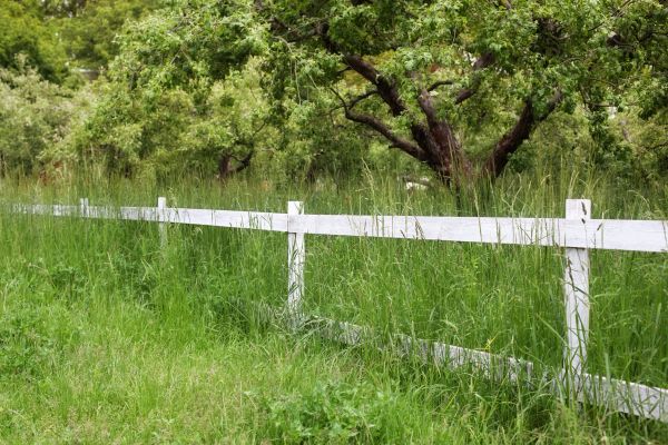Fence Line Trimming in Fredericksburg